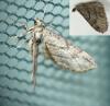 Eupithecia ericeata